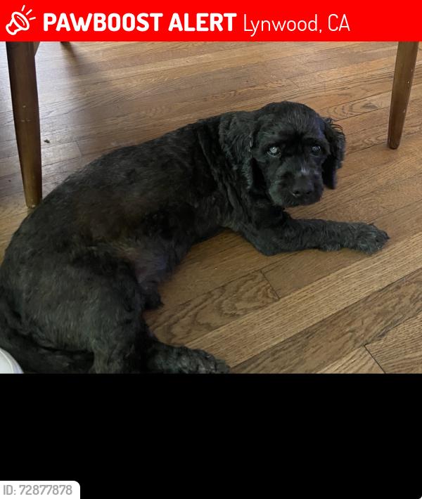 Lost Male Dog last seen Harris and cortland , Lynwood, CA 90262