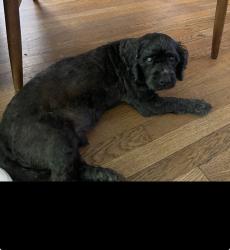 Lost Male Dog last seen Harris and cortland , Lynwood, CA 90262