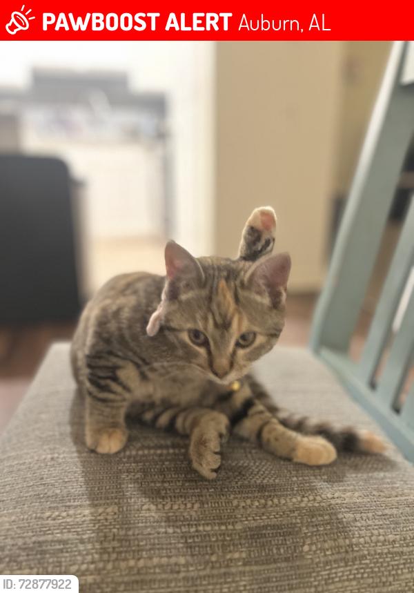 Lost Female Cat last seen Club 34 apmts , Auburn, AL 36832
