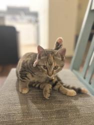 Lost Female Cat last seen Club 34 apmts , Auburn, AL 36832