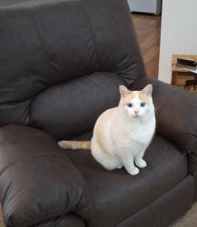 Lost Male Cat last seen Kingston Rd and Mayville Rd, Clifford, MI 48727