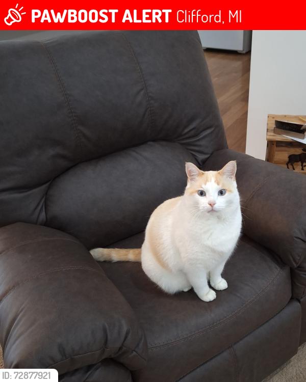 Lost Male Cat last seen Kingston Rd and Mayville Rd, Clifford, MI 48727