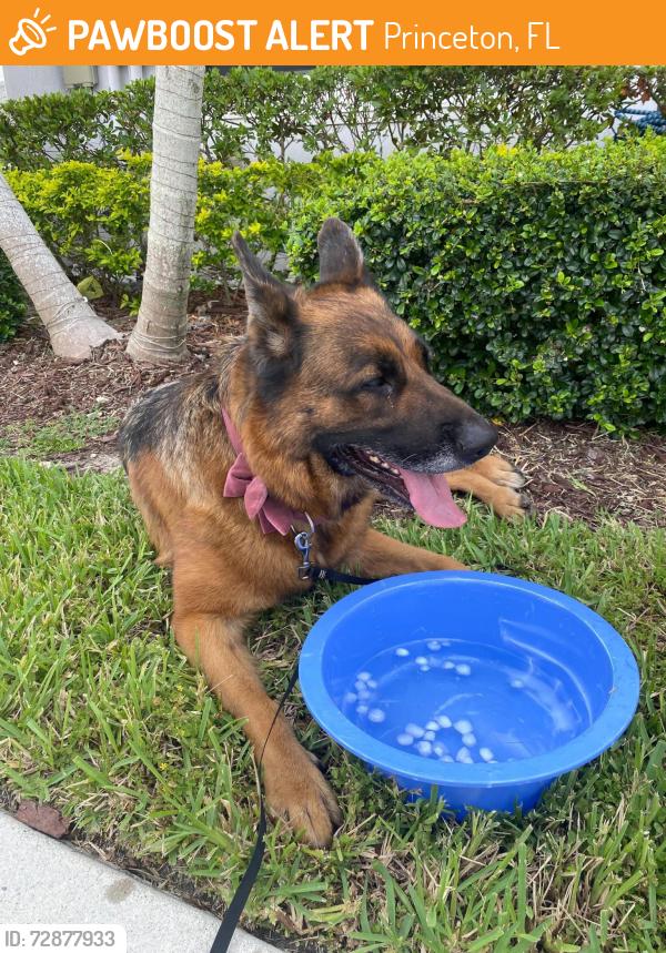 Found/Stray Female Dog last seen Near sw 112 , Princeton, FL 33032