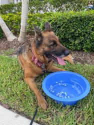Found/Stray Female Dog last seen Near sw 112 , Princeton, FL 33032