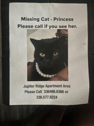 Lost Female Cat last seen Holden rd and belmar, Greensboro, NC 27407