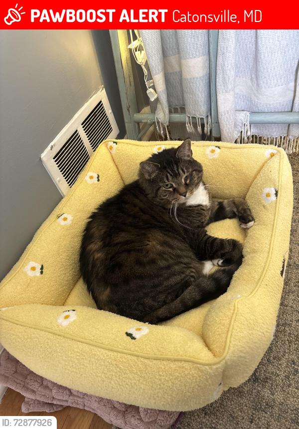 Lost Male Cat last seen Delrey ave ingleside road Frederick road (7/11), Catonsville, MD 21228
