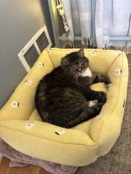 Lost Male Cat last seen Delrey ave ingleside road Frederick road (7/11), Catonsville, MD 21228