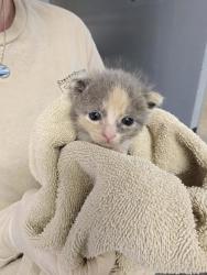 Shelter Stray Female Cat last seen Vanceboro, NC 28586, New Bern, NC 28562