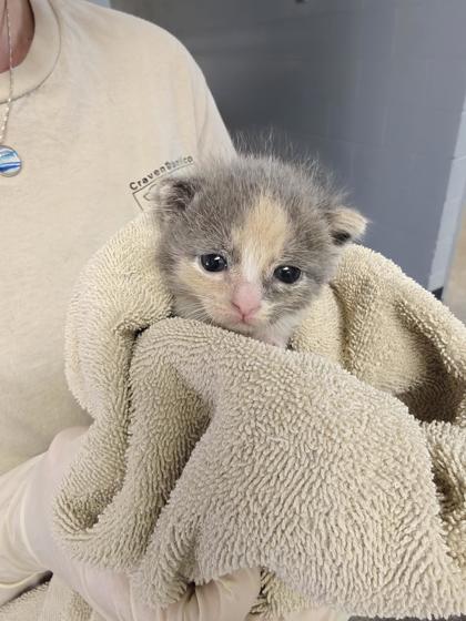 Shelter Stray Female Cat last seen Vanceboro, NC 28586, New Bern, NC 28562
