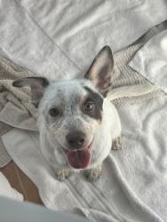 Shelter Stray Male Dog last seen Seattle, WA 98109, Seattle, WA 98119