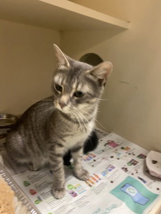 Shelter Stray Female Cat last seen Near CHERRY WOOD DRIVE Stone Mountain, 30083, 30083, GA, Atlanta, GA 30341
