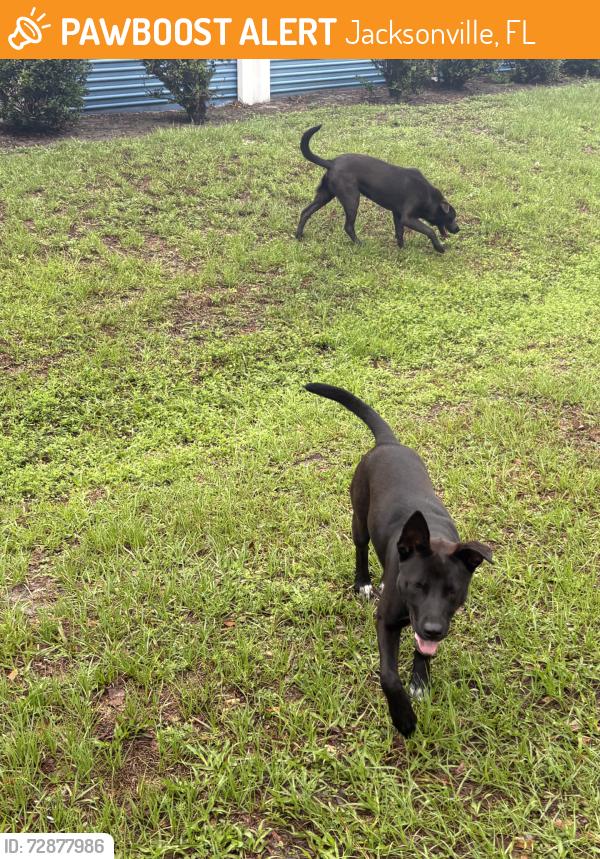 Found/Stray Male Dog last seen Normandy, Jacksonville, FL 32221