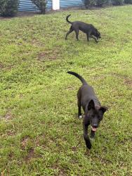 Found/Stray Male Dog last seen Normandy, Jacksonville, FL 32221