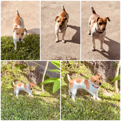 Found/Stray Female Dog last seen Athena Ave and Monte Cristo, Edinburg, TX 78542