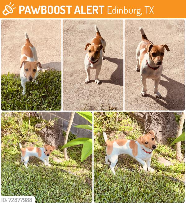 Found/Stray Female Dog last seen Athena Ave and Monte Cristo, Edinburg, TX 78542
