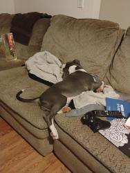 Lost Female Dog last seen Galbrath and holworthy way, Foothill Farms, CA 95842