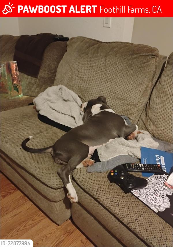 Lost Female Dog last seen Galbrath and holworthy way, Foothill Farms, CA 95842