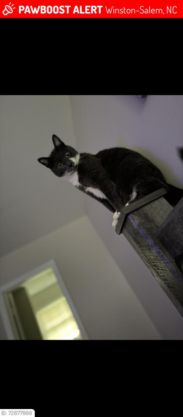 Lost Male Cat last seen Wallburg NC, Winston-Salem, NC 27107