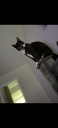 Lost Male Cat last seen Wallburg NC, Winston-Salem, NC 27107