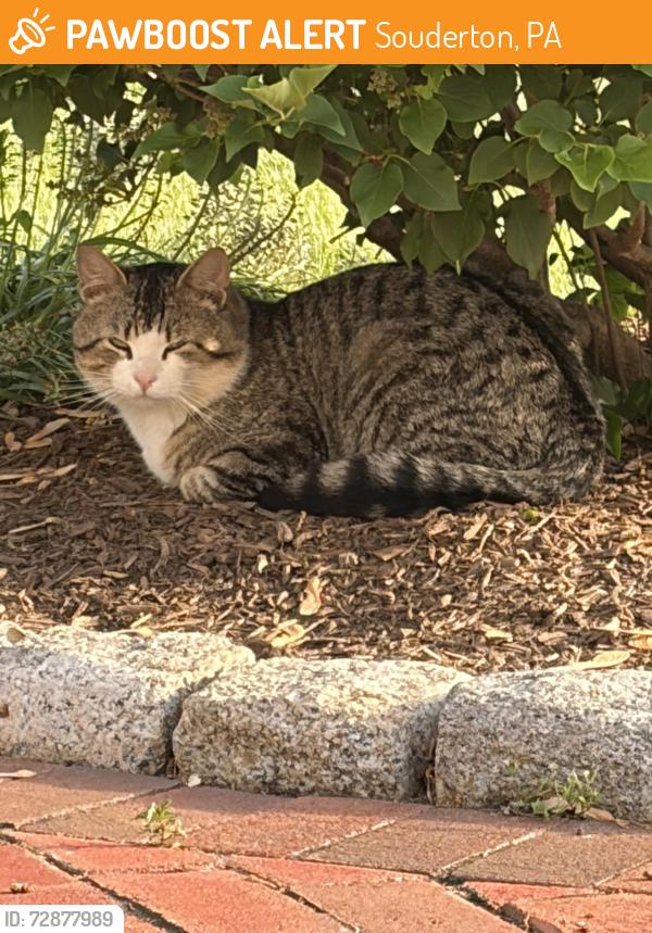 Found/Stray Male Cat last seen Bragg & Allentown , Souderton, PA 18964