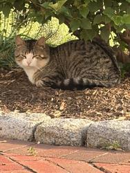 Found/Stray Male Cat last seen Bragg & Allentown , Souderton, PA 18964