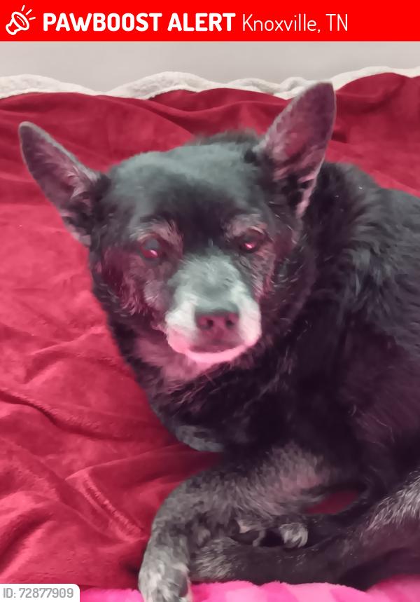 Lost Male Dog last seen Cabbage Dr/old Andersonville Pike, Knoxville, TN 37938