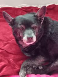 Lost Male Dog last seen Cabbage Dr/old Andersonville Pike, Knoxville, TN 37938