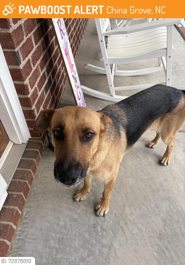 Found/Stray Female Dog last seen Bostian Road, China Grove, NC 28023