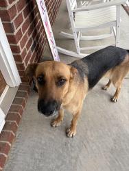 Found/Stray Female Dog last seen Bostian Road, China Grove, NC 28023