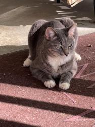 Lost Male Cat last seen Hwy 61, Dallas, GA 30157