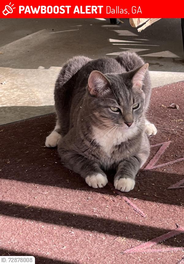 Lost Male Cat last seen Hwy 61, Dallas, GA 30157