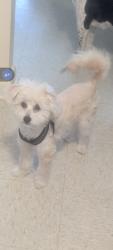 Lost Male Dog last seen boisdarc st , Leonard, TX 75452