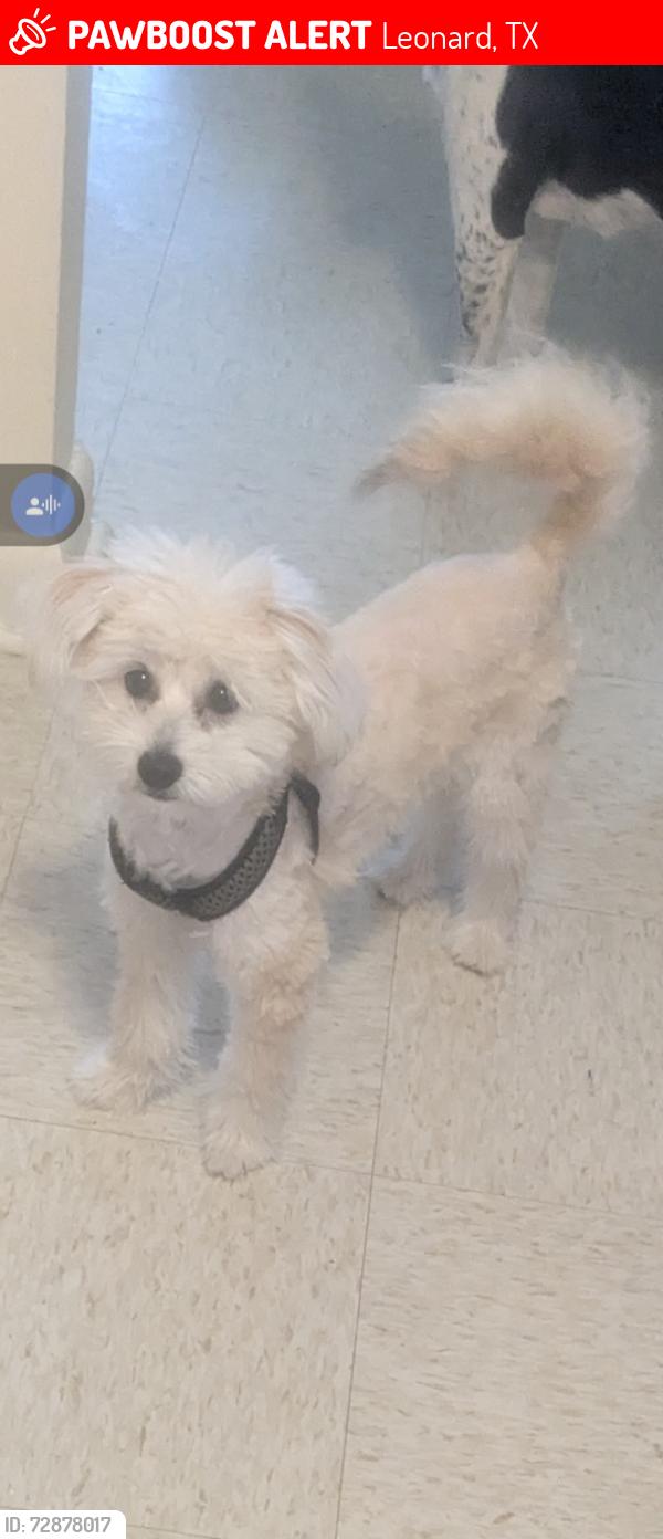 Lost Male Dog last seen boisdarc st , Leonard, TX 75452