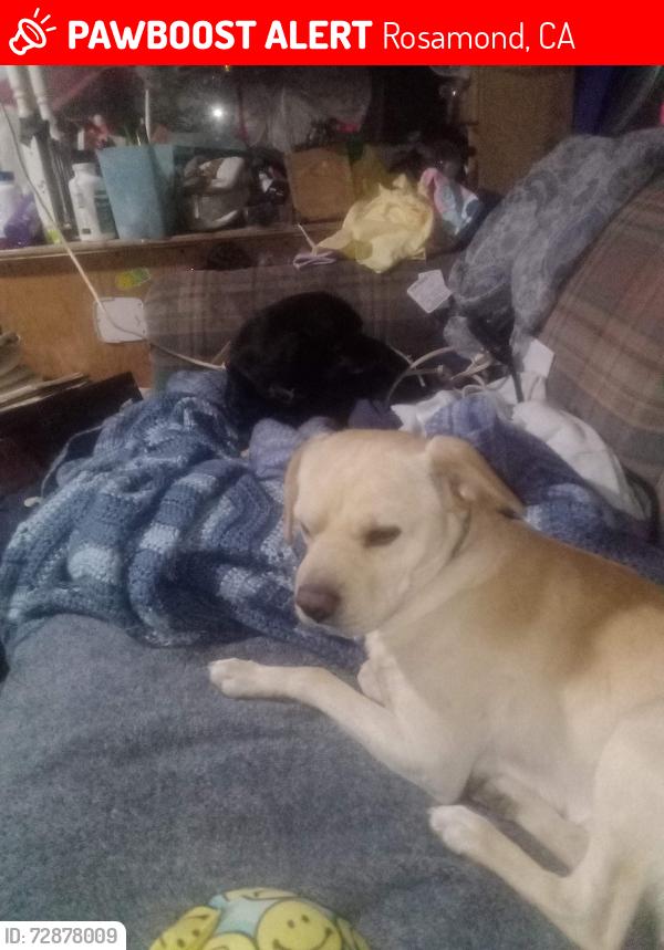 Lost Male Dog last seen Cross street Montiverde , Rosamond, CA 93560