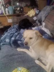 Lost Male Dog last seen Cross street Montiverde , Rosamond, CA 93560