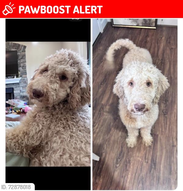 Lost Male Dog last seen E Church Rd, Anderson County, SC 29642