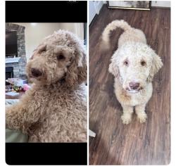 Lost Male Dog last seen E Church Rd, Anderson County, SC 29642