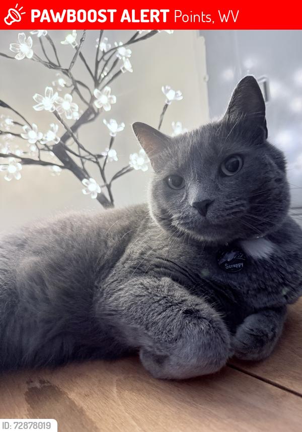 Lost Male Cat last seen Near Points Corner, Points, WV 25437