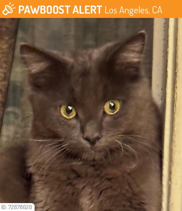 Found/Stray Unknown Cat last seen St Elmo Drive and Vineyard Ave., Los Angeles, CA 90019