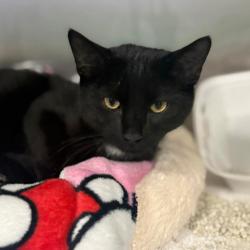 Shelter Stray Male Cat last seen , Port Richey, FL 34653