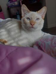 Lost Male Cat last seen la armada corpus , Corpus Christi, TX 78416