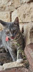 Lost Female Cat last seen Comanche Trail , Odessa, TX 79763