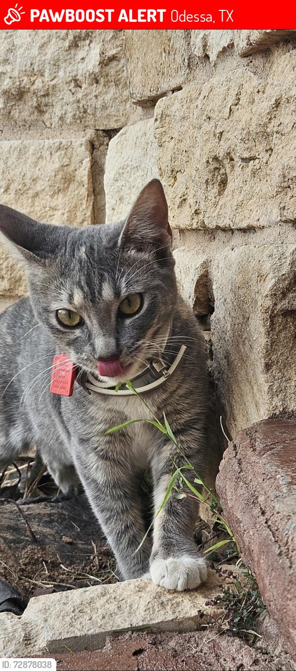 Lost Female Cat last seen Comanche Trail , Odessa, TX 79763
