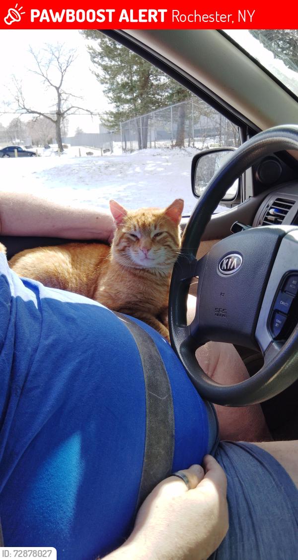Lost Male Cat last seen Saratoga Ave , Rochester, NY 14608