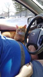 Lost Male Cat last seen Saratoga Ave , Rochester, NY 14608