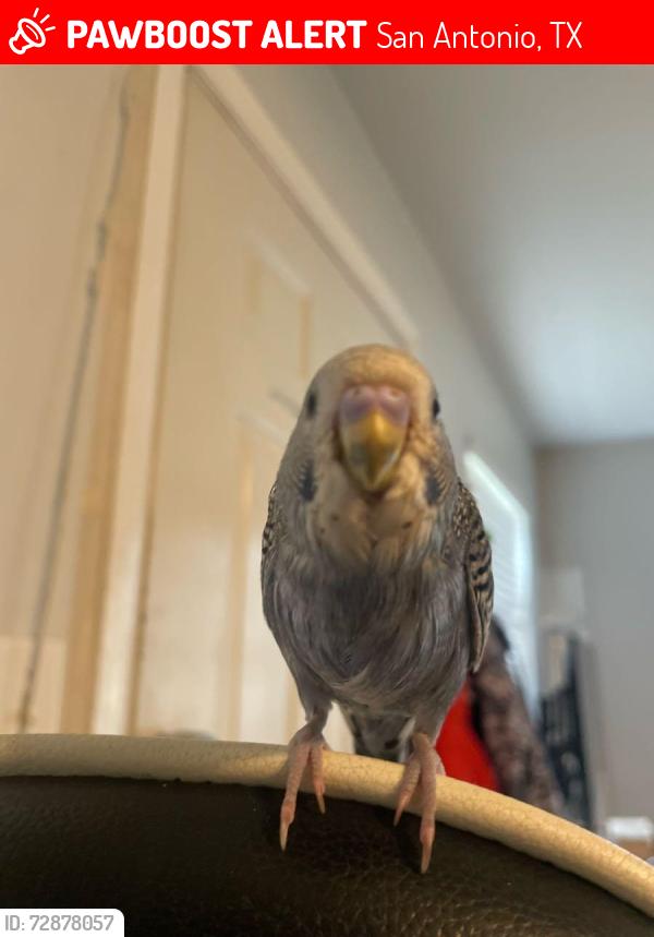 Lost Unknown Bird last seen Walnut Manor apmts, San Antonio, TX 78213