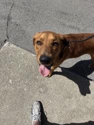Found/Stray Female Dog last seen New Cirle , Lexington, KY 40505