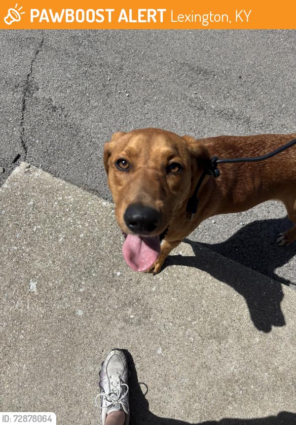 Found/Stray Female Dog last seen New Cirle , Lexington, KY 40505