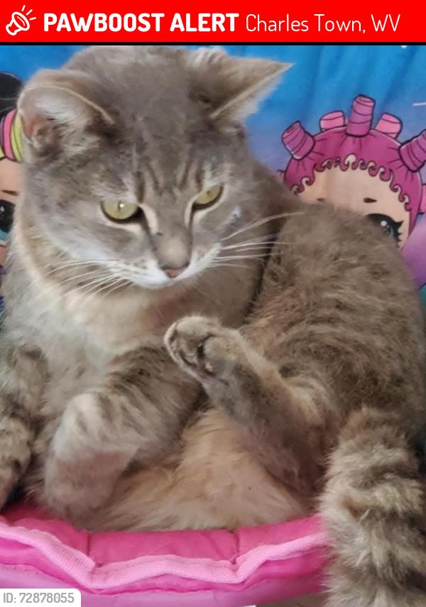 Lost Female Cat last seen Fire station , Charles Town, WV 25414