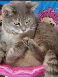 Lost Female Cat last seen Fire station , Charles Town, WV 25414